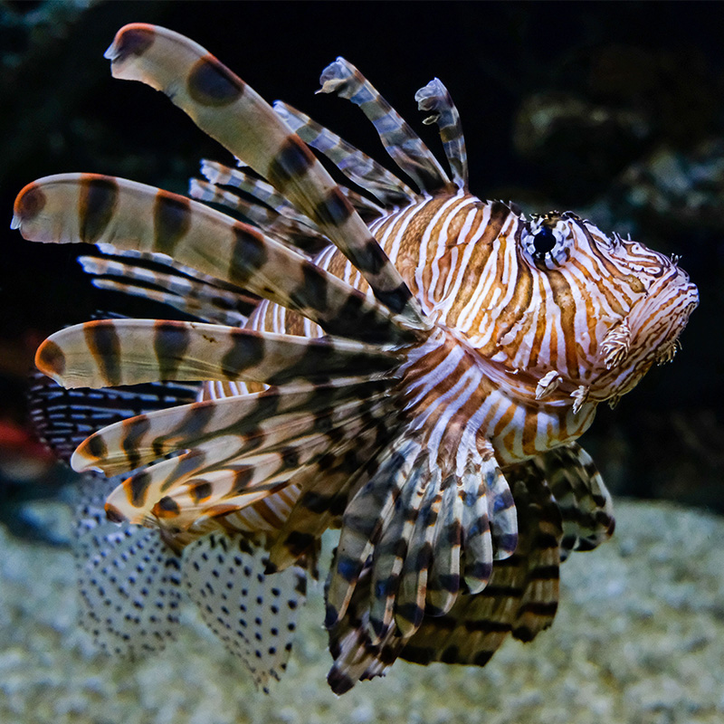 Lion Fish 